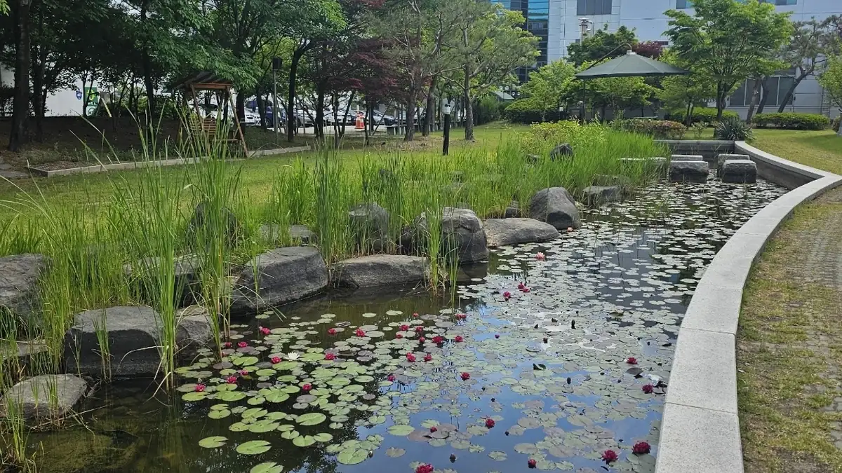 잔디마당 반사연못 시공 전 현장 대전 유성구 원신흥동